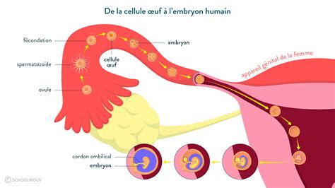 temps spermatozoide feconde ovule|En combien de temps le spermatozoïde atteint